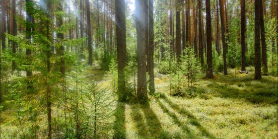 Корабельная чаща: путешествие в заповедный лес по местам Михаила Пришвина
