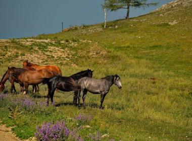 Алтайский рывок: день силы, свободы и перезагрузки — фото 2