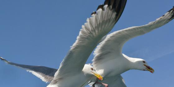 Змеёвая бухта