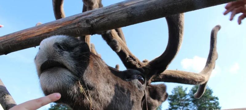 Историко-патриотический фестиваль молодежи «Отчизны верные сыны» — фото 3