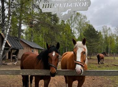 Конный выходной на Волге: лес, тишина и свобода — фото 5