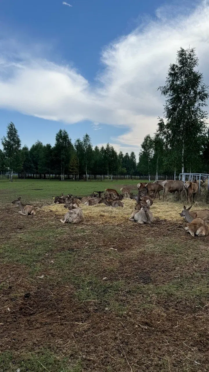 Фото из отзыва о туре «Ферма радости: тур для всей семьи к оленям и маралам»