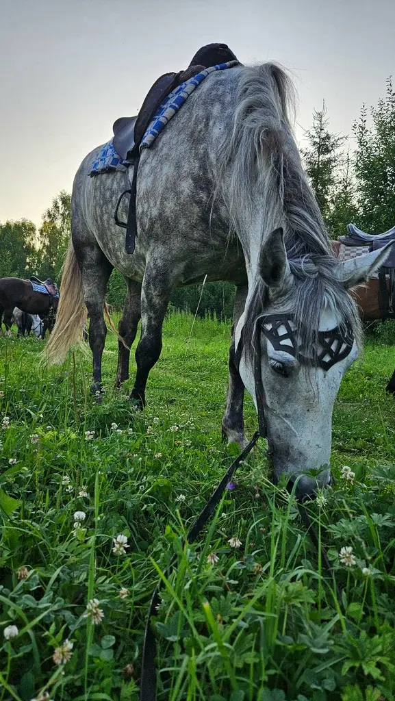 Фото из отзыва о туре «Конный поход «Крестьянская вотчина»»