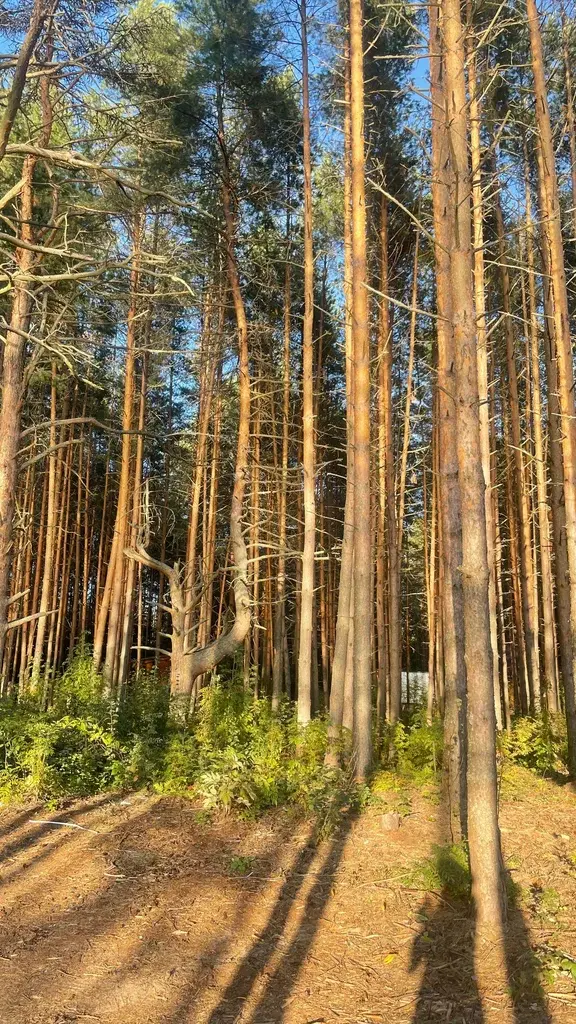 Фото из отзыва о туре «Загородный выходной в шале с купелью»