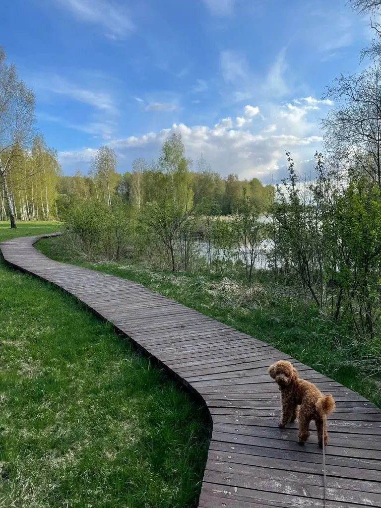 Фото из отзыва о путешествии «Выходные на Вазузе: домик, лес и «море» в центре России»